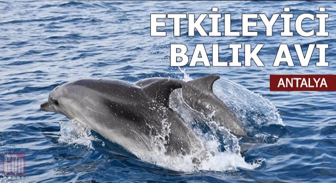 Şişe burunlu yunusların etkileyici balık avı