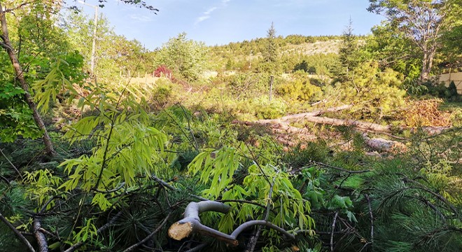 Sitede sosyal tesis için 64 ağacın kesilmesine tepki