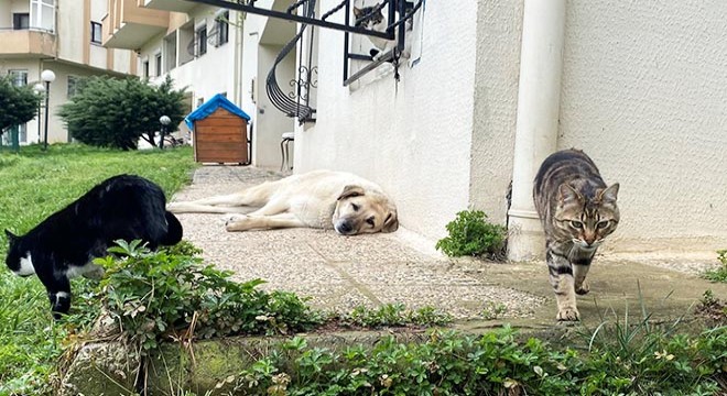 Sitede köpek kulübesi gerginliği