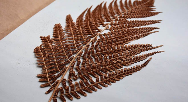 Sivas'ta 30 bin bitkilik 'Herbaryum'