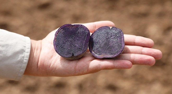 Sivas'ta mor patates ekimi yapıldı