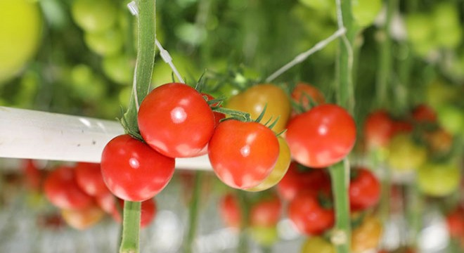 Sivas'taki jeotermal seradan Avrupa'ya domates ihracı