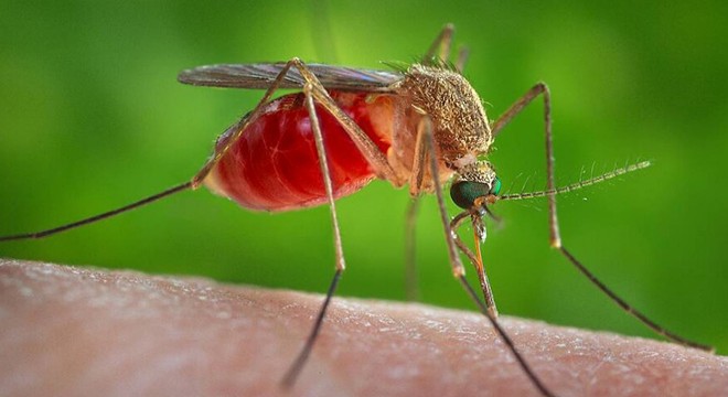 Sivrisinekler ölüm saçtı: 33 kişi hayatını kaybetti