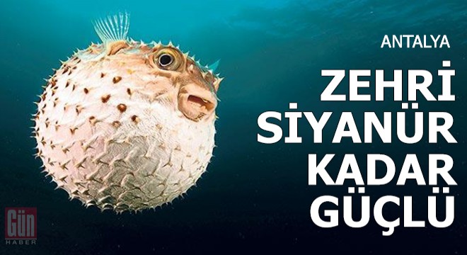 Siyanür kadar güçlü zehri olan  balon balığı  tehlike saçıyor