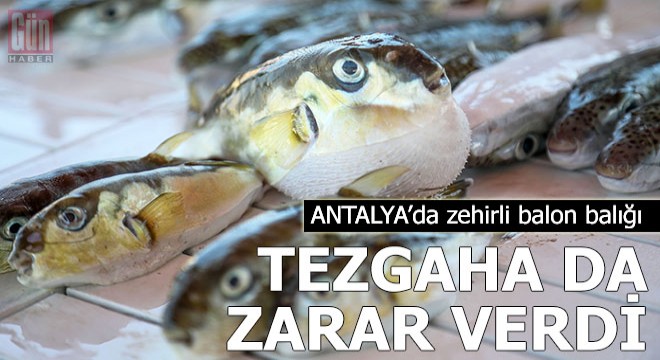Siyanürden 1200 kat zehirli balon balığı, tezgaha da zarar verdi