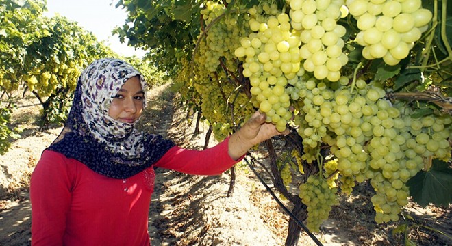 Sofralık üzüm ihracat yolcusu