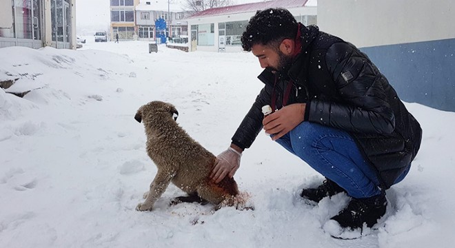 Soğuk havadan etkilenen köpeğin bakımını yaptı