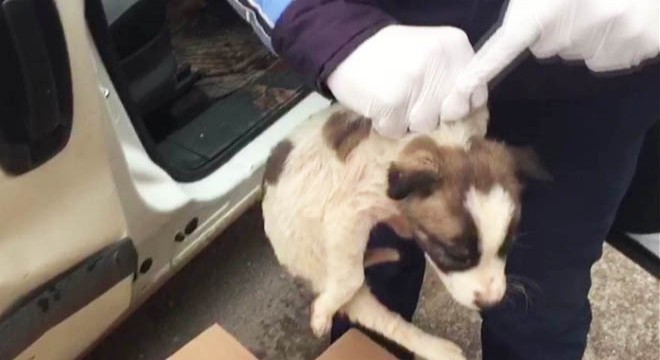 Soğuktan üşüyen yavru köpeklere gazeteciler sahip çıktı