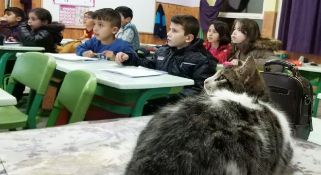 Soğuktan kurtardıkları kedi, sınıfın maskotu oldu