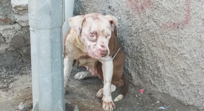 Sokağa atılan pitbull korku saldı