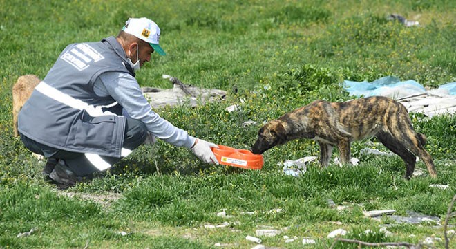 Sokağa çıkma yasağında hayvanlar unutulmadı