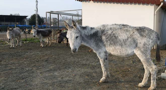 Sokağa terk edilen hayvanlar koruma altında