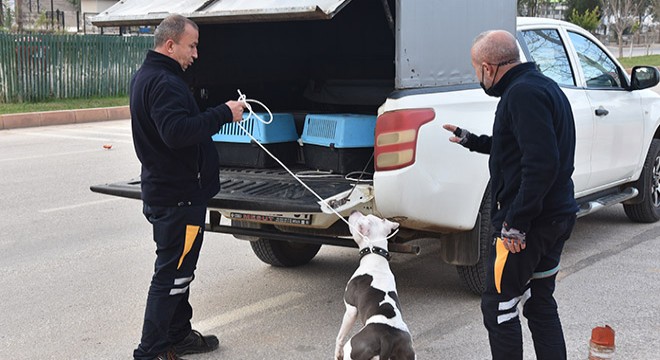 Sokağa terk edilen pitbull barınağa götürüldü