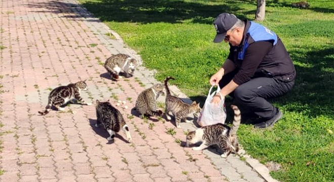 Sokak hayvanlarına yiyecek bırakıldı