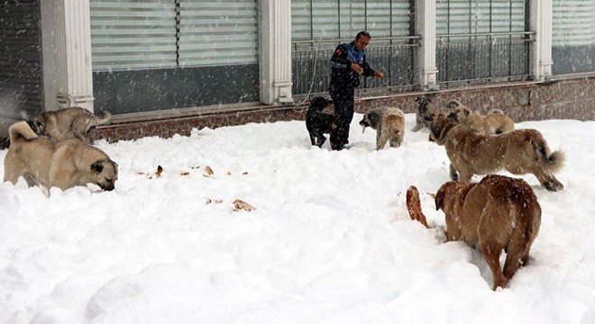 Sokak hayvanlarına yiyecek verildi