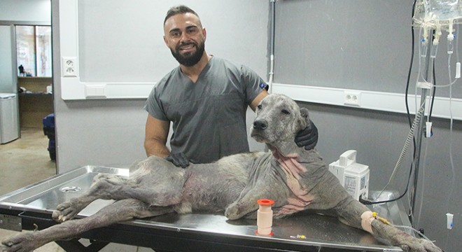 Sokak hayvanlarının tedavisi için ücretsiz klinik açtı