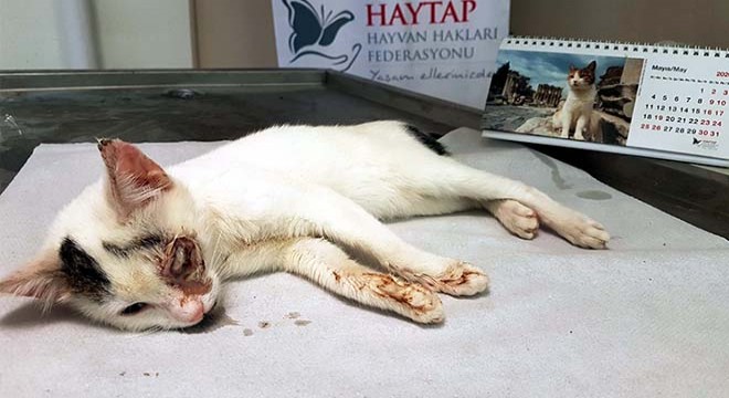 Sokak kedisine 'pisipisi otu' operasyonu