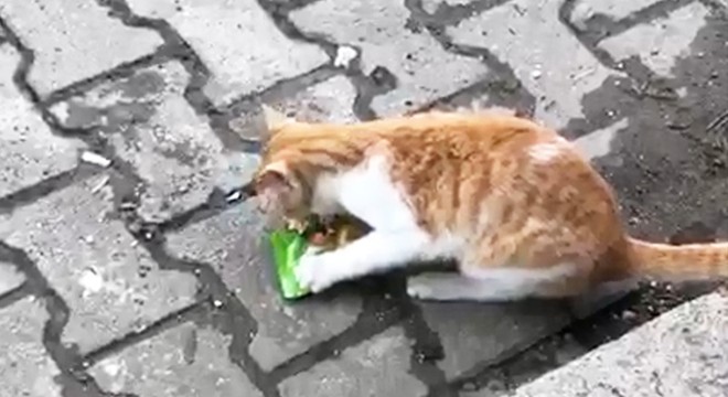 Sokak kedisinin raftan kek alıp, yeme anını görüntüledi