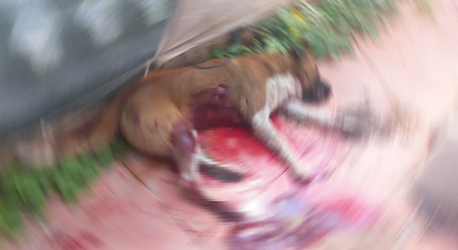 Sokak köpeği Boris'i bıçaklayarak öldürdü