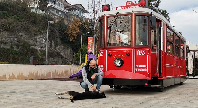 Sokak köpeği 'Kara Tren' tramvayın eskortu