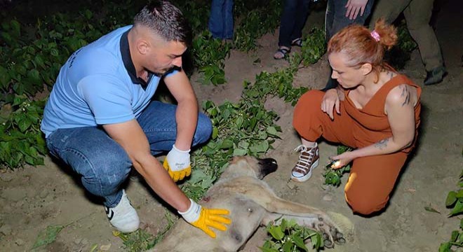Sokak köpeği av tüfeği ile vurularak öldürüldü