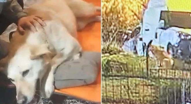 Sokak köpeğine silahlı saldırı