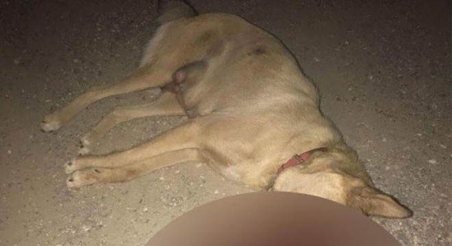 Sokak köpeğini av tüfeğiyle öldürdüler