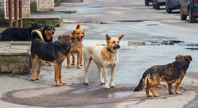 Sokak köpekleri, 2 kişiyi yaraladı, 2 koyunu öldürdü