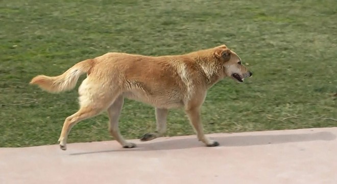 Sokak köpekleri çocuklara saldırdı