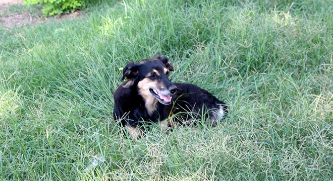 Sokak köpekleri için plastik atıklı yiyecek tehlikesi