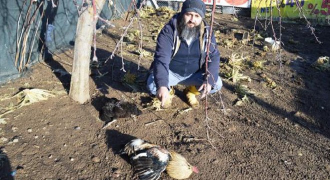 Sokak köpekleri kümes hayvanlarını telef etti
