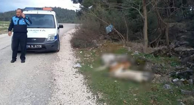 Sokak köpekleri, zehirlenerek öldürüldü