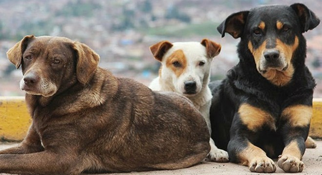 Sokak köpeklerini besleyen kadını baba-kız darp etti