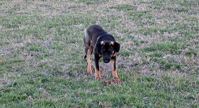 Sokak köpeklerini zehirleyenlerin bulunması için para ödülü koydu