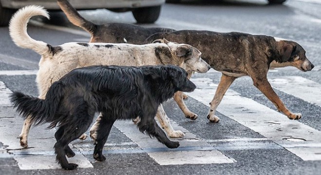 Sokak köpeklerinin Sude'ye saldırdığı anlar kamerada
