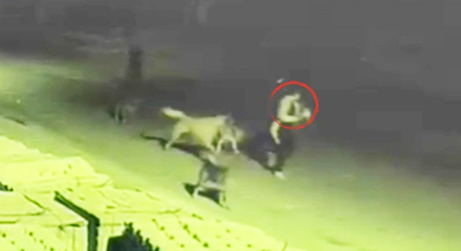 Sokak köpeklerinin saldırısına uğradı