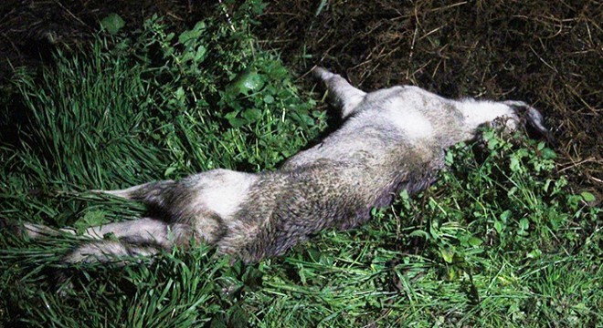 Sokak köpeklerinin saldırısında ölen çiftçi toprağa verildi