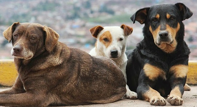 Sokak köpeklerinin toplanmasına tepki