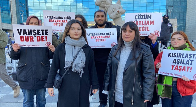 Sokak köpeklerinin toplanmasına tepki