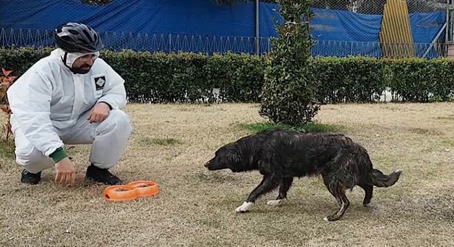 Sokak hayvanları için kuru mama bırakıldı