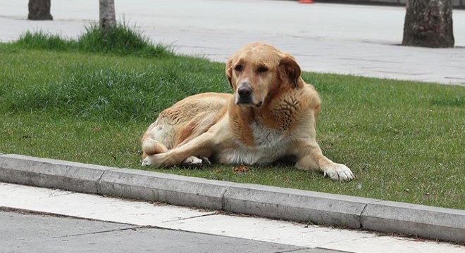 Sokak hayvanları için mama ve su bırakıldı