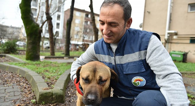 Sokak hayvanları için mama ve su dağıtımı devam ediyor