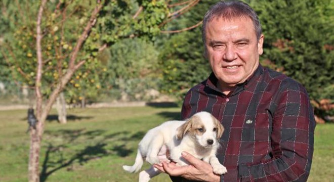 Sokak hayvanları yuvaya kavuştu