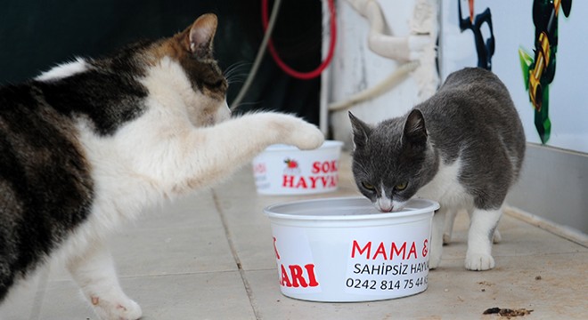 Sokak hayvanlarına mama desteği