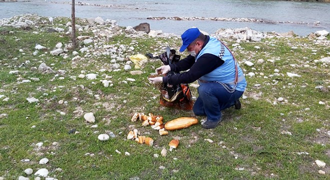 Sokak hayvanlarına mama ve ekmek bırakıldı