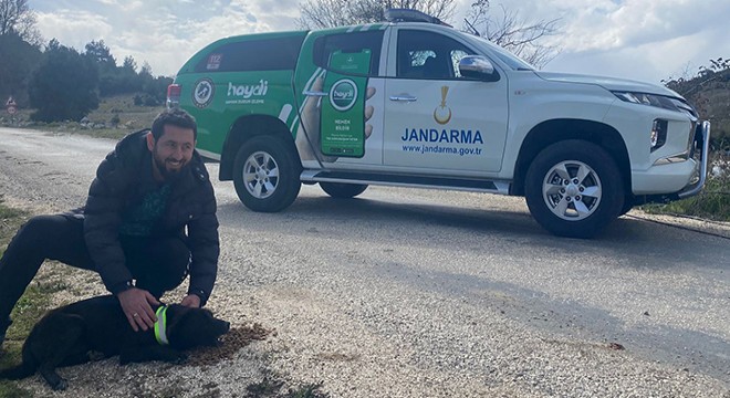 Sokak hayvanlarına reflektörlü tasma