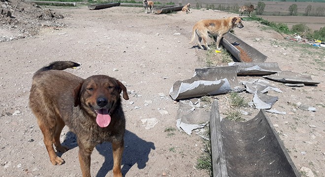 Sokak hayvanlarının mama kapları kırıldı