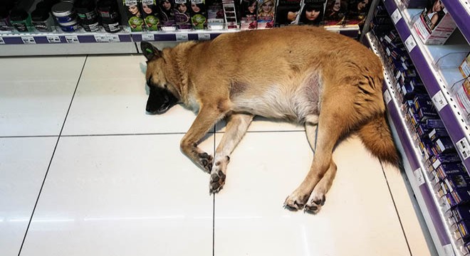 Sokak köpeği, klimalı mağazada yattı