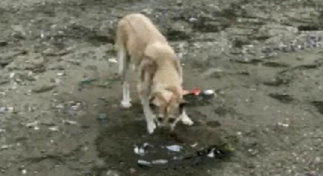 Sokak köpeği, ölen martının üzerine toprak attı