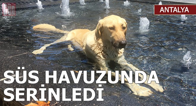 Sokak köpeği süs havuzunda serinledi